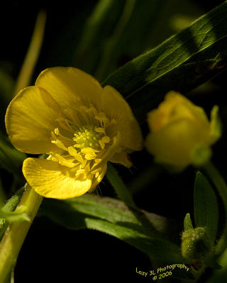 Olympic NP Wildflower