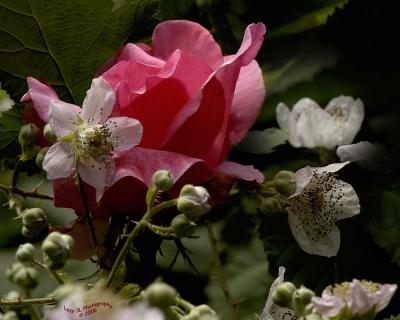 Rose and Blackberries