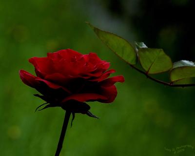 Red Rose