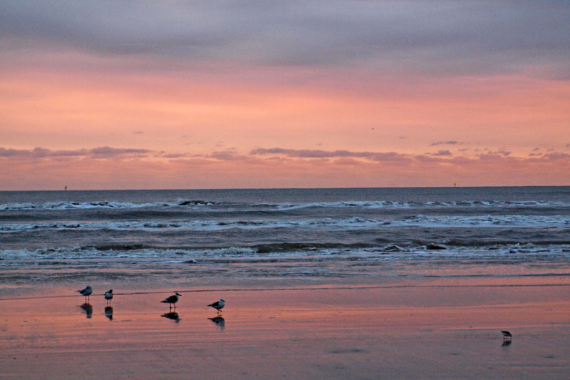 Morning birds on the beach