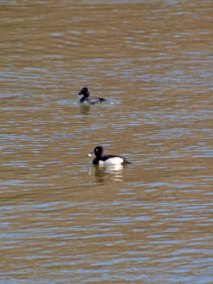 A ring necked duck