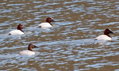 Canvasbacks in retreat