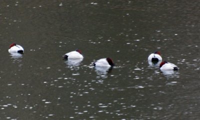 g4/55/529055/3/132699588.XByUWDVL.jpg