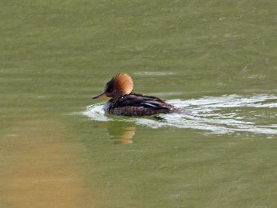 A female Hooded Merganser