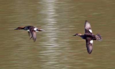 In flight