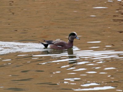 Probably a male American Wigeon