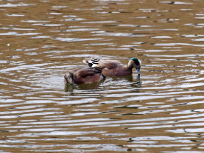 Two wigeons