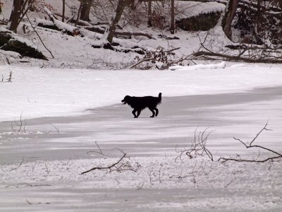 Dog on the ice