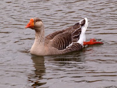 The goose