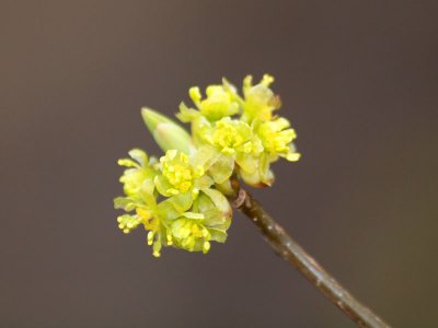 Sign of spring