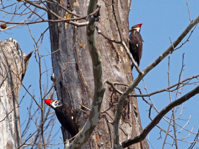 A pair of pileated woodpeckers