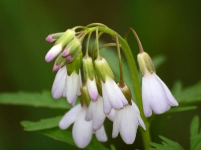 Spring flowers