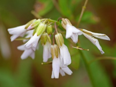 Toothwort