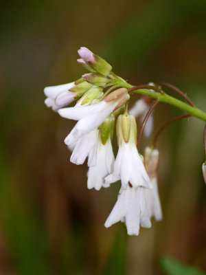 Toothwort