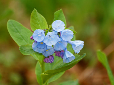 Virginia Bluebell