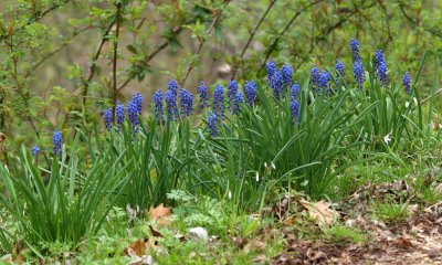 Grape Hyacinth
