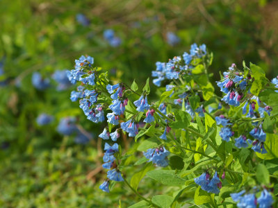Bluebells