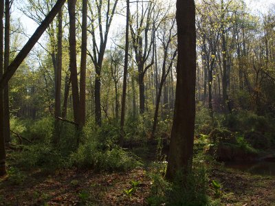 The woods