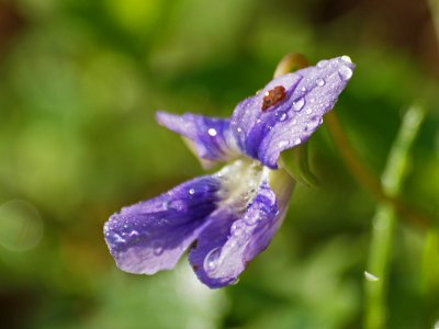 Droplets