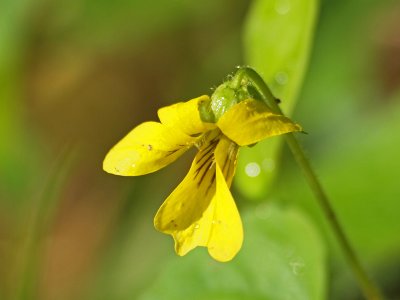 More wild flowers