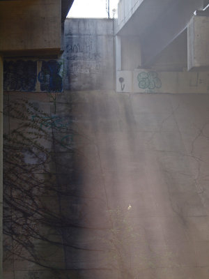 The light