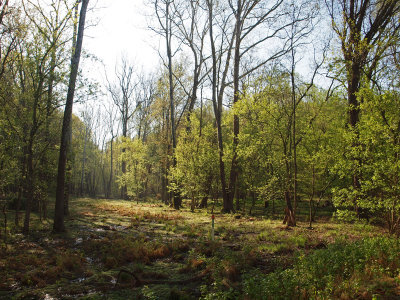 Into the woods