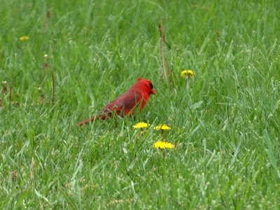 Cardinal and dandelions