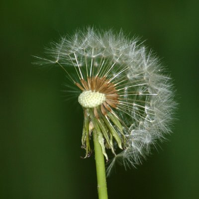 May 8th at Brunswick - Dandelion head