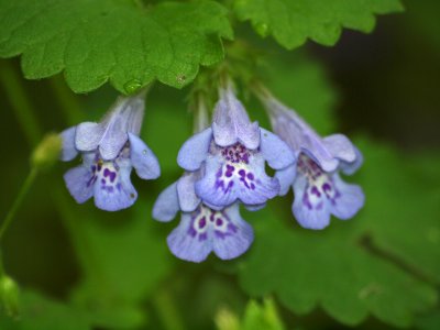 Small flowers