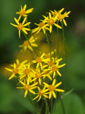 Are these golden ragworts?