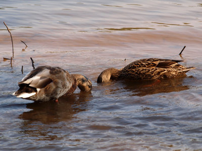 Head in the water