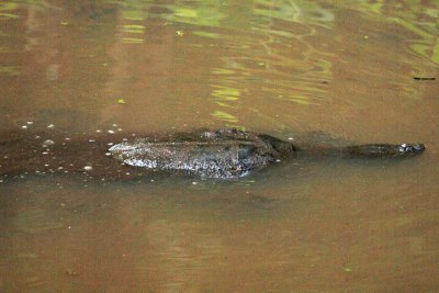 June 19th - Big turtle in the murky canal waters