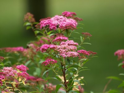 Garden Flowers