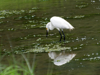 Most likely a Snowy Egret