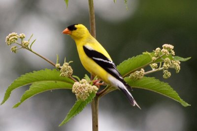 American Goldfinch 2