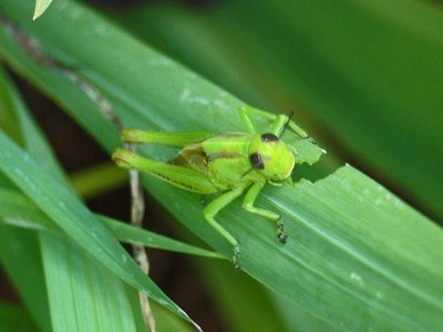 Mr Grasshopper