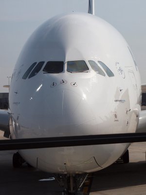 Egg shaped from the front
