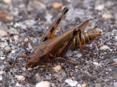 The injured grasshopper