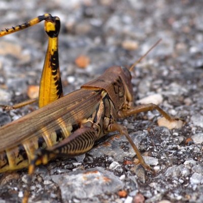 The injured grasshopper