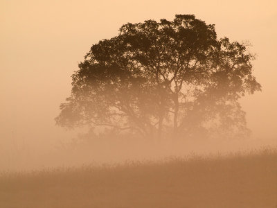 Apparition in the fog