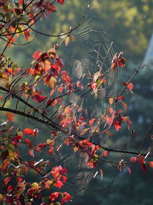 Giant cobweb