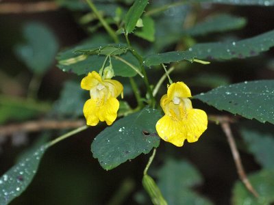 Yellow jewelweed or touch-me-not