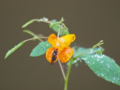 Spotted Jewelweed