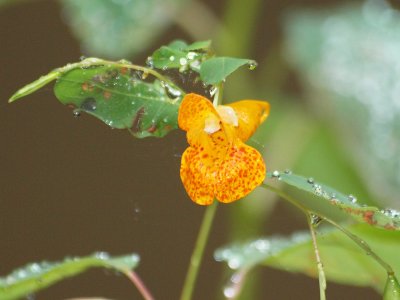 More spotted jewelweed