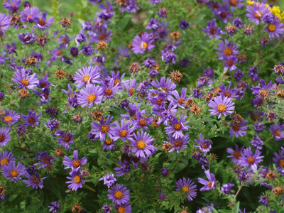 Happy asters