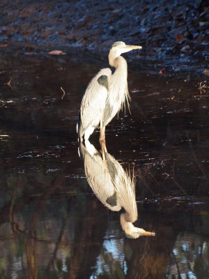 Oct 30th - Greeted by the heron on a cold morning