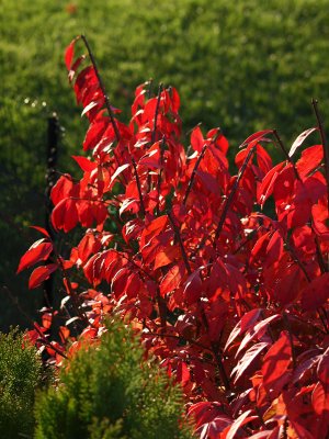 Burning bush in the sun