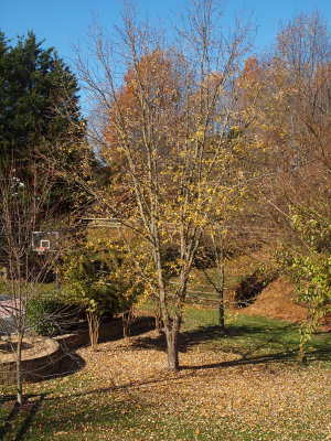 The maple tree in the backyard - Fall 2011