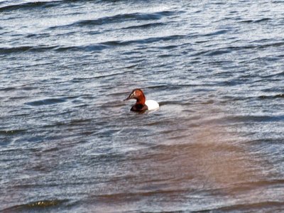 Canvasback 1