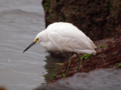 Another egret
